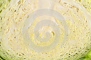 cross section savoy cabbage seamless background