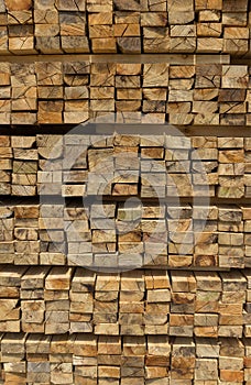 Cross section of sawn timber