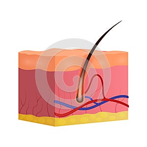 Cross section of Skin and hair . Dermatological system . Realistic design . Isolated . Vector illustration