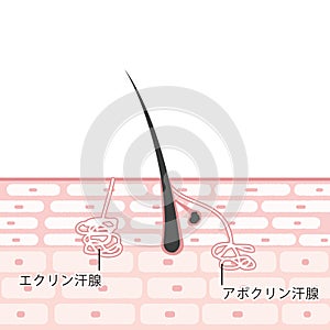 Cross section of the skin Illustrations Sebaceous glands Apocrine sweat glands Eccrine sweat glands/ In Japanese