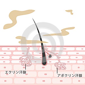 Cross section of the skin Illustrations Sebaceous glands Apocrine sweat glands Eccrine sweat glands/ In Japanese