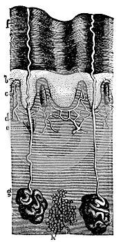 Cross section of the skin through sweat glands and four papillae.