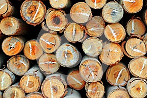 Cross-section of small logs.