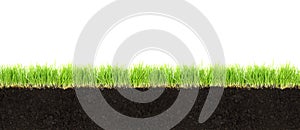 Cross-section of soil and grass