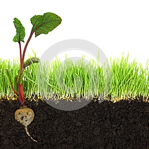 Cross-section of soil and grass with beetroot