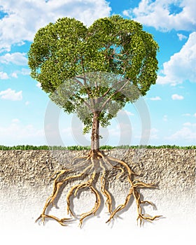 Cross section of soil showing a tree heart shaped, with its root photo