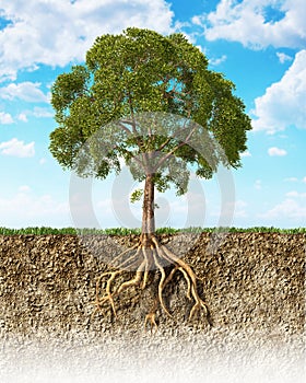 Cross section of soil showing a tree with its roots.