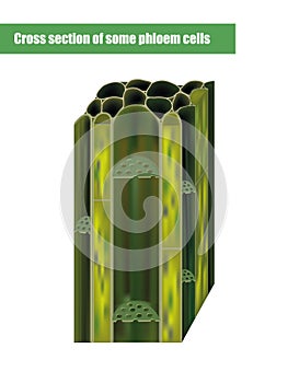 Cross section of some phloem cells.