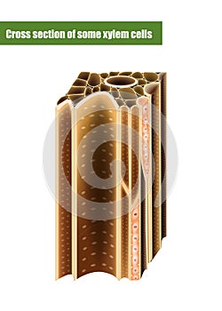 Cross section of some xylem cells