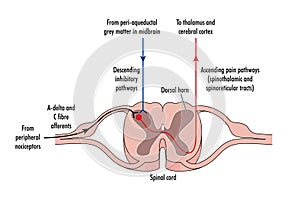 Cross section of spinal cord