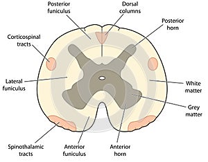 Cross section through spinal cord