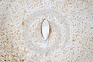 Cross section of spinal cord under the microscope view