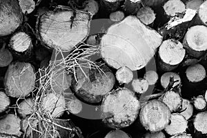 Cross section of stacked wood logs in black and white