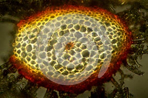 Cross section of the stem of a moss, with polarization