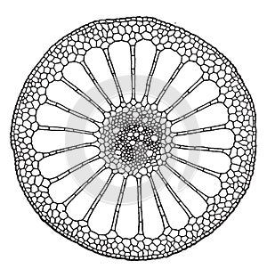 Cross-section Stem vintage illustration