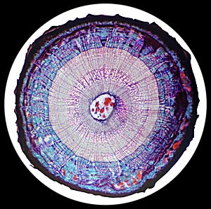 Cross-section of the stem woody plant under the microscope