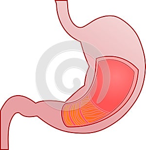 Cross section of stomach