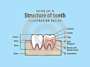Cross-section structure compare inside and outside tooth diagram and chart illustration vector on blue background. Dental care