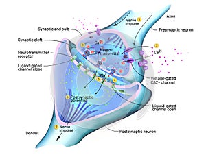 Cross section of a synapse or neuronal connection with a nerve cell