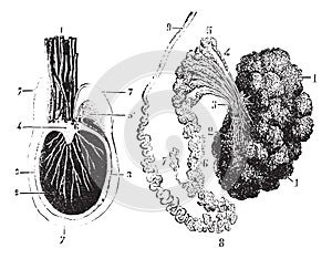 Cross section of the testis, epididymis and tunica vaginalis, vi photo