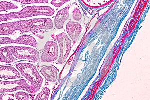 Section of Testis tissue under the microscope . photo
