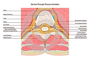 Cross section through thoracic vertebra. Spinal cord anatomy. Middle segment