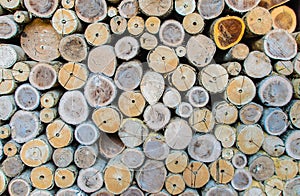 Cross Section Timber