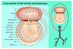 Cross section of the trachea and esophagus.