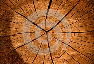 Cross section of the tree, close up structure, cracked surface from old age