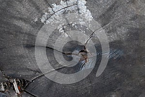 cross section of the tree texture background. Weathered wood section. Sawn off logs exposing cross-section with cracks