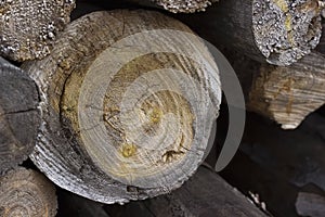 Cross section of the tree. Tree log.