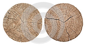 Cross section of tree trunk