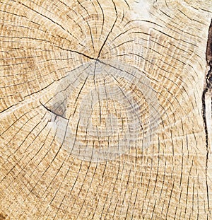 Cross section of the tree trunk