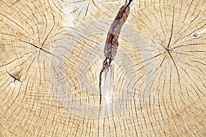 Cross section of the tree trunk