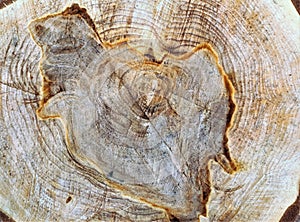 Cross Section of a Tree Trunk