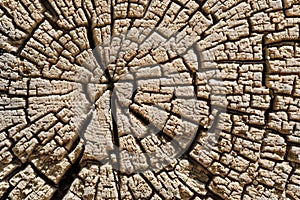 Cross section of tree trunk