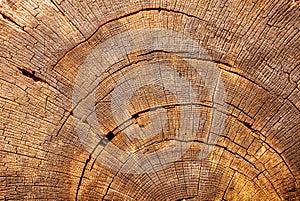Cross-section of an tree trunk