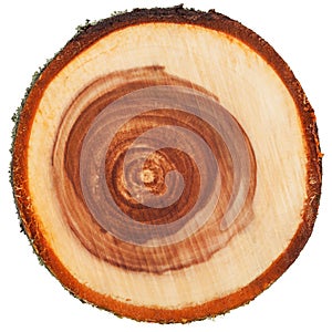 Cross section of tree trunk