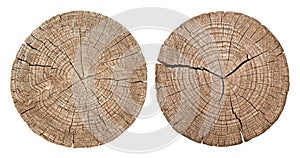 Cross section of tree trunk photo