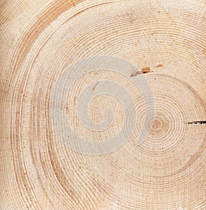 cross-section of tree trunk or end of log as natural background