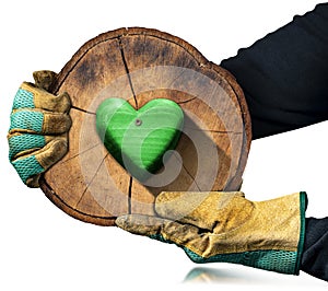 Cross Section of a Tree Trunk with a Green Wooden Heart Isolated on White