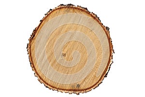 Cross section of tree trunk. Growth rings