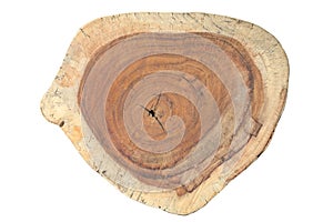 Cross section tree trunk with growth rings texture isolated on white. Wood cut background
