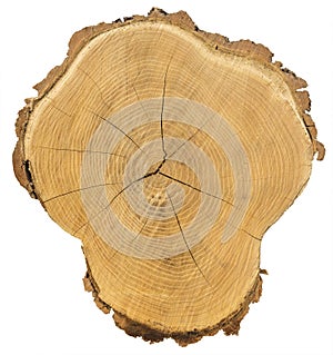 Cross section of tree trunk Isolated with Clipping Path