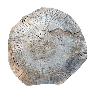 Cross section of tree trunk isolated over white