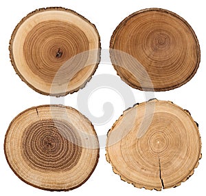 Cross section of tree trunk isolated on white.