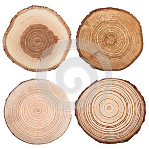 Cross section of tree trunk isolated on white.
