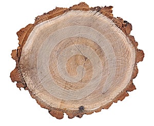 Cross section of tree trunk isolated on white