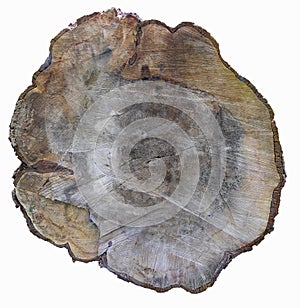 Cross section of tree trunk isolated on white