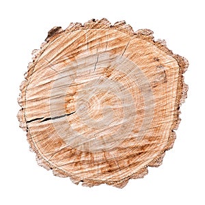 Cross section of tree trunk isolated on white background